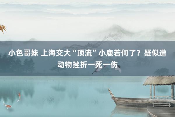 小色哥妹 上海交大“顶流”小鹿若何了？疑似遭动物挫折一死一伤